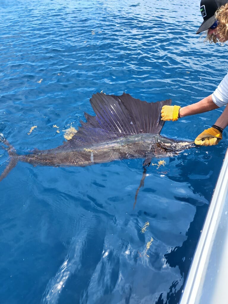 Stuart Florida sailfish